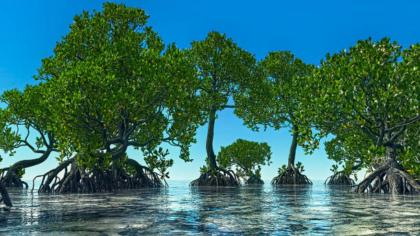 Red mangroves on Florida coast 3d rendering Red mangroves on Florida coast estuary stock pictures, royalty-free photos & images
