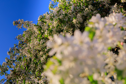 white almond tree blossoms against a clear blue sky