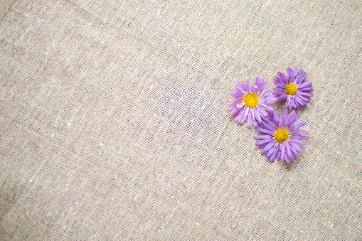 beautiful purple flower head on jute fabric background, purple color wallpaper. floral background.purple daisy flower.