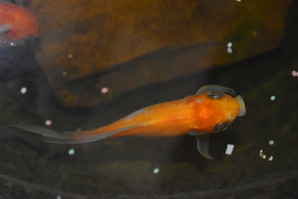 istock goldfish swimming over clear water in fish pond 1222572223