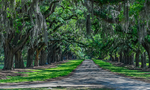 istock Quarantine in the Low Country 1222572503