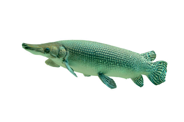 Alligator Gar isolated on white background, Clipping path included.