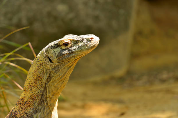 istock Komodo Dragon, the largest lizard in the world 1222573548