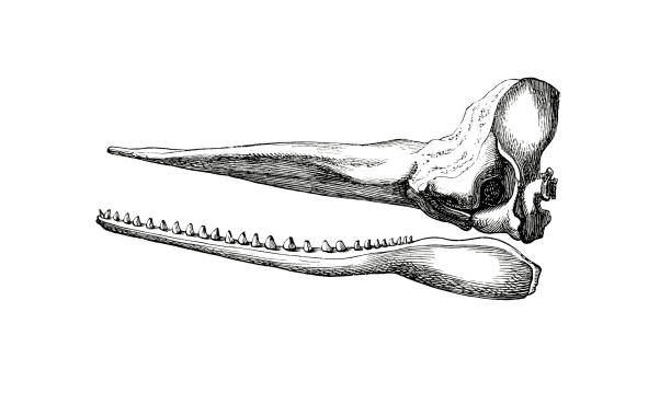 ilustraciones, imágenes clip art, dibujos animados e iconos de stock de ilustración de un cachalote, o cráneo de cachalot en la enciclopedia popular de 1890 - cachalote