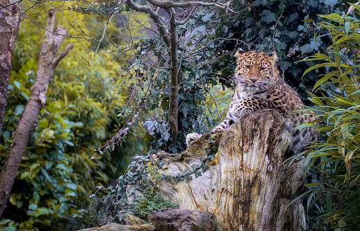 Amur leopard sitting on a tree trunk