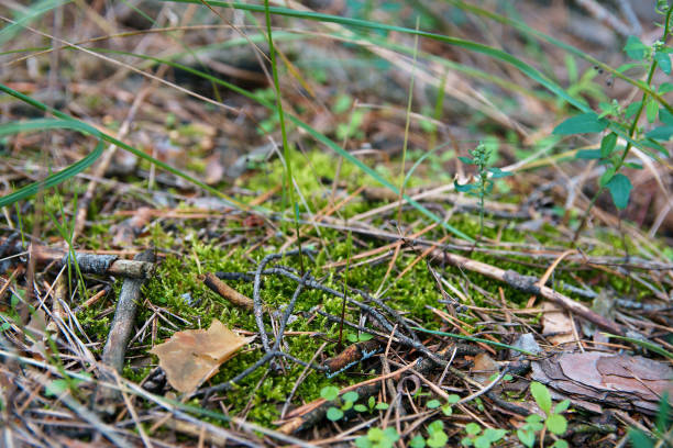 Soil in forest covered with coniferous needles and branches. Fallen dry needles covering ground. Summer in subtropical forest. Woodland ecology, soft selective focus. mclean county stock pictures, royalty-free photos & images