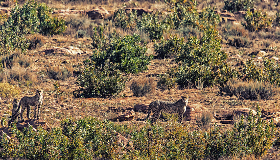 South African Cheetah ranges throughout the Welgevonden Game Reserve in South Africa