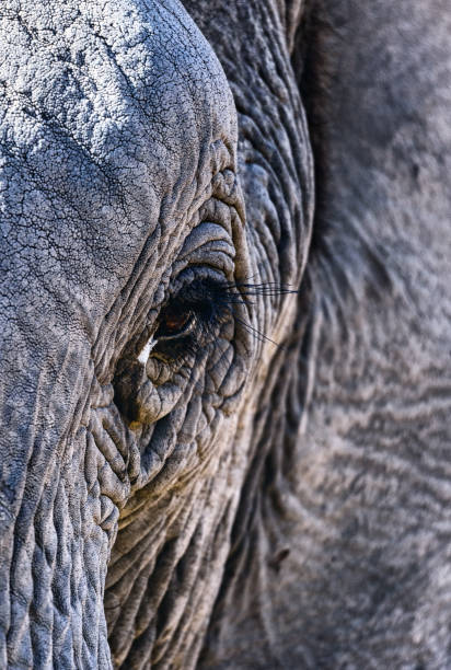 istock Close up of an elephant face 1222575918