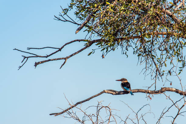 istock Gray-headed kingfisher 1222575955