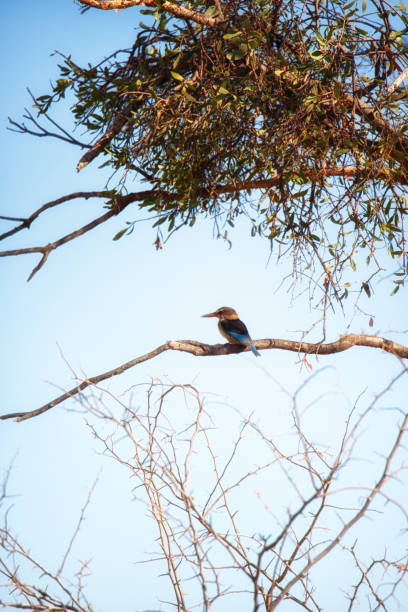 istock Gray-headed kingfisher 1222575959