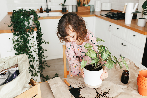 Adorable 5 year child girl is planting a houseplant in pot at home. Girl hold white pot with syngonium plant. Urban jungle concept