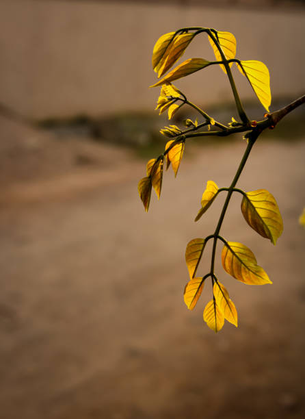 Nice leafs with sunlight