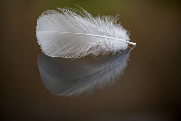 istock Single white Pekin Duck feather - also known as Long Island or Aylesbury duck 1222578957