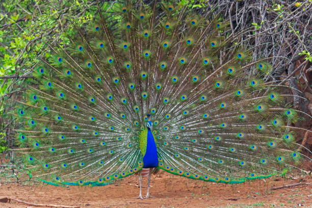 istock The Exotic Male Peafowl with his stunning feather 1222579940