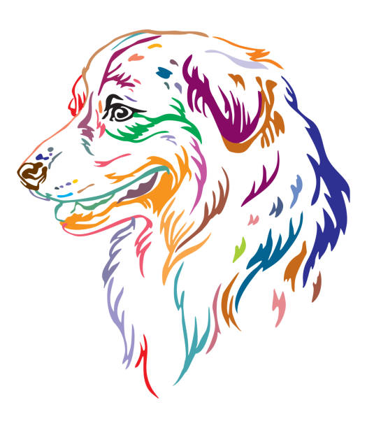 Colorful decorative portrait of Australian Shepherd vector illustration Colorful decorative outline portrait of Australian Shepherd Dog looking in profile, vector illustration in different colors isolated on white background. Image for design and tattoo. australian shepherd stock illustrations
