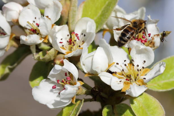 istock White pear blossom flowers and bee at spring time 1222580311