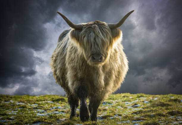 istock Scottish Highland Cow In Winter 1222580486