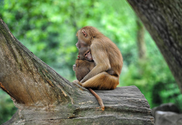 엄마와 아기 원숭이 함께 - animal ape monkey bonding 뉴스 사진 이미지