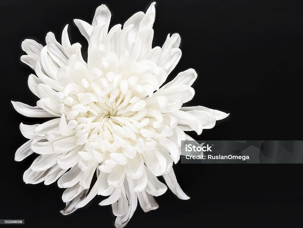 Blanc frais Chrysanthème - Photo de Arbre en fleurs libre de droits