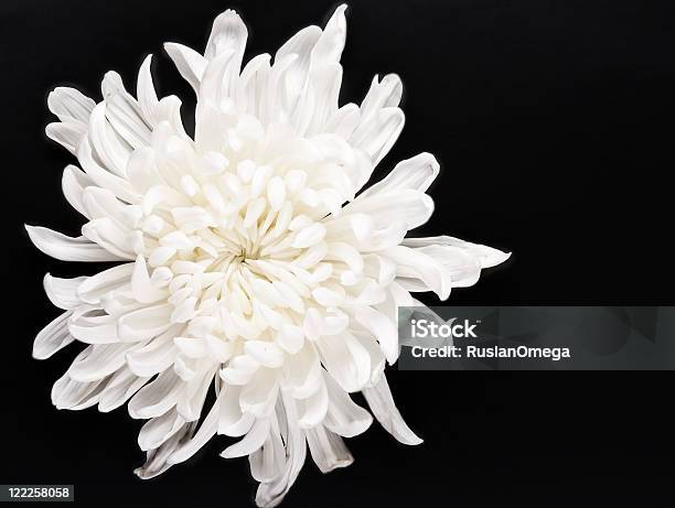 Photo libre de droit de Blanc Frais Chrysanthème banque d'images et plus d'images libres de droit de Arbre en fleurs - Arbre en fleurs, Beauté de la nature, Blanc