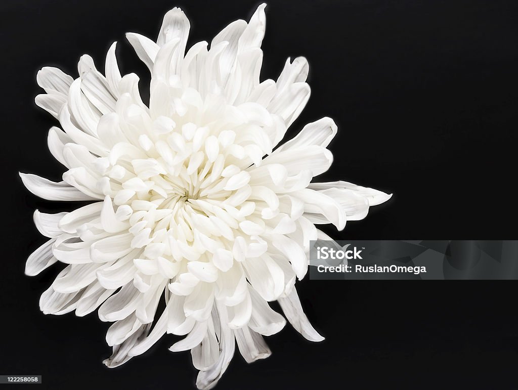 Свежие белая хризантема - Стоковые фото Без людей роялти-фри