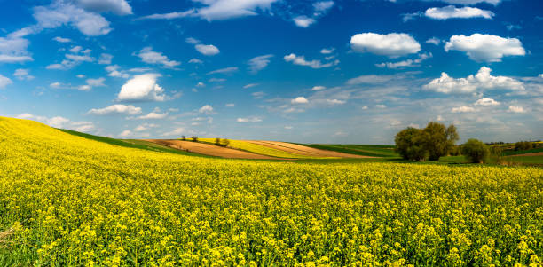 istock Panoramic Image or Picturesque Countryside. Canola or Rape Fields, Trees and Blue Sky 1222581228