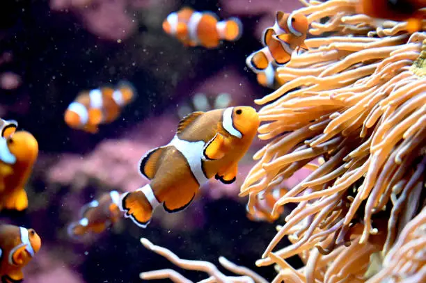 Photo of The clownfish living with sea anemone