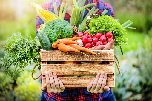 Mujer agricultora sosteniendo caja de madera llena de verduras frescas crudas. photo