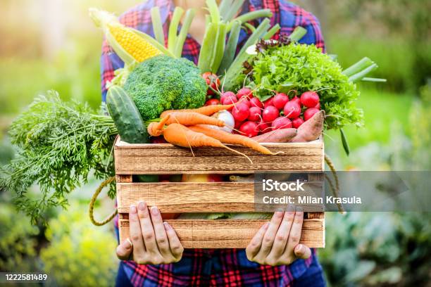 Mujer Agricultora Sosteniendo Caja De Madera Llena De Verduras Frescas Crudas Foto de stock y más banco de imágenes de Vegetal