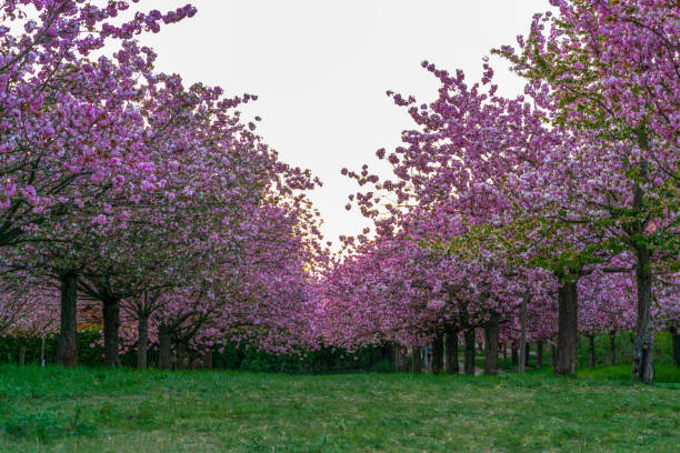 kirschblüte in der tv-asahi-alley - teltow stock-fotos und bilder