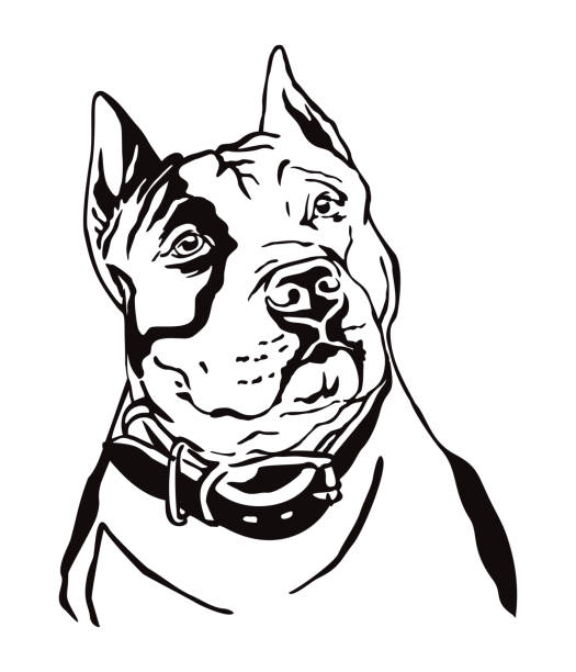 Decorative portrait of American Staffordshire Terrier 3 vector illustration Decorative contour outline portrait of Dog American Staffordshire Terrier, vector illustration in black color isolated on white background. Image for design and tattoo. pitbull graphic stock illustrations