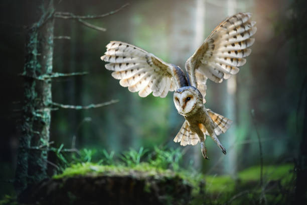 Tyto alba owl spead wings stock photo