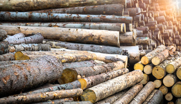istock Forest pine and spruce trees. Log trunks pile, 1222581563