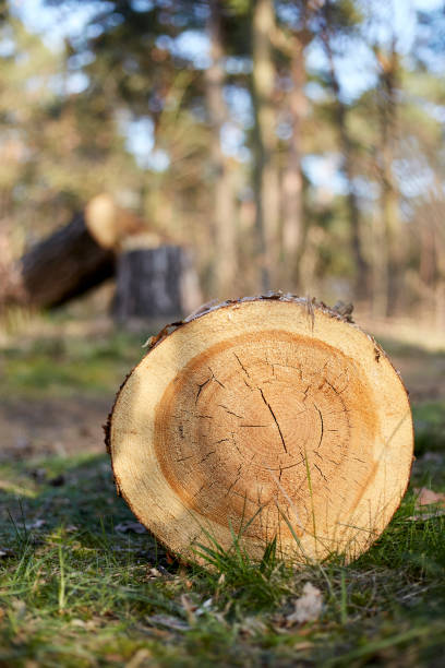 istock Wooden log from a cut down pine tree in a forest 1222581716
