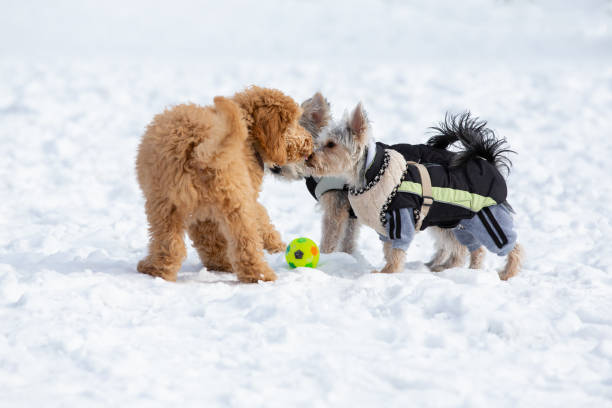 Dog puppies are playing in the snow Poodle puppy and a Yorkshire Terrier puppies in the snowy Vienna Woods, Austria vienna woods stock pictures, royalty-free photos & images