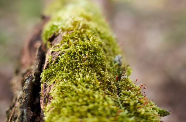 istock Oak tree covered with green moss in a forest 1222582219