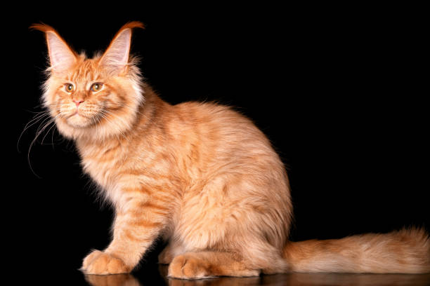 istock A red cute maine coon kitten on black background. 1222582898