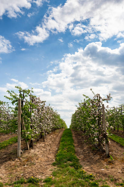 istock Fruit Trees Blooming in Orchard. Blue Sky with Clouds over Horizon 1222582992