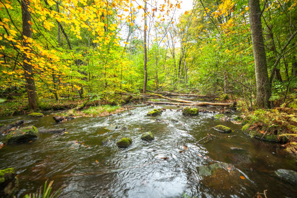 istock slow stream in the green forest during summer in Sweden. selective focus, long exposure. 1222583344