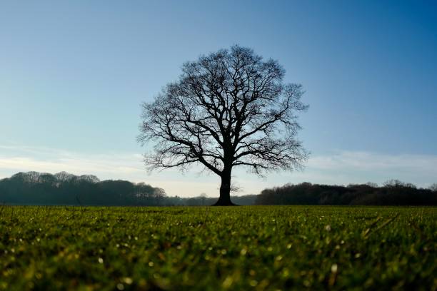 Single silhouetted tree in the middle of a field stock photo