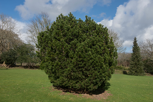 Pinus mugo is an Evergreen Coniferous Dwarf Pine Tree and Native of Central Europe