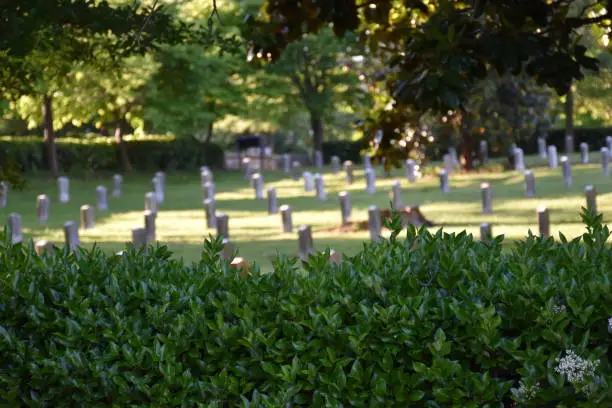 Photo of Tombstones and grave sites visible beyond trees and bushes in a cemetery during the COVID 19 Pandemic in the United States, where almost 2 million people have become infected