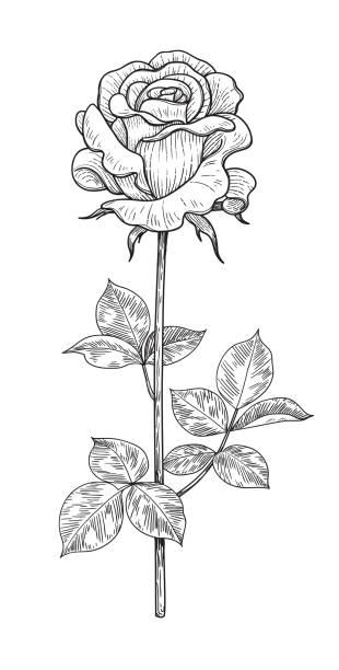 illustrazioni stock, clip art, cartoni animati e icone di tendenza di bocciolo di rosa disegnato a mano con foglie - long stemmed rose