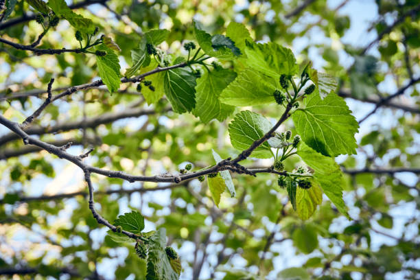 istock Mulberry  tree with green fruits 1222585554
