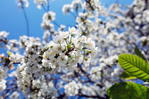 White Cherry Blossom Tree in Garyu Park, Nagano