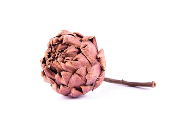 A dried artichoke flower on a white background
