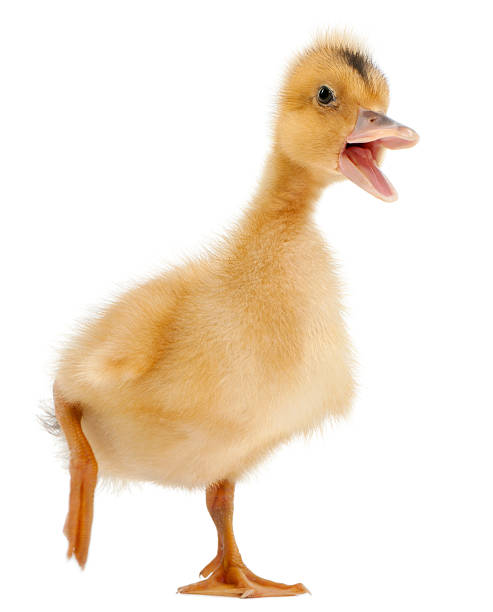 istock Side view of Domestic duckling walking, white background. 122258666