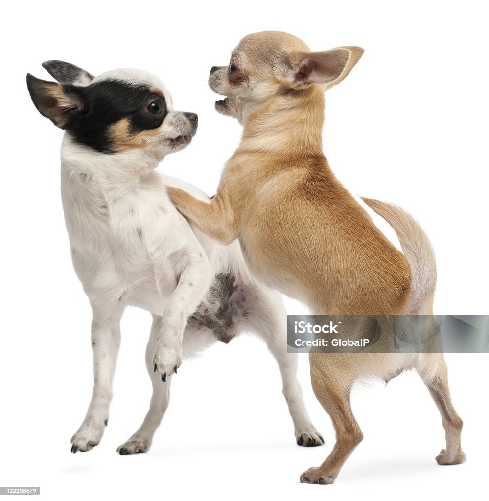 Vista lateral de duas Chihuahuas a tocar, fundo branco. - Royalty-free Amizade Foto de stock