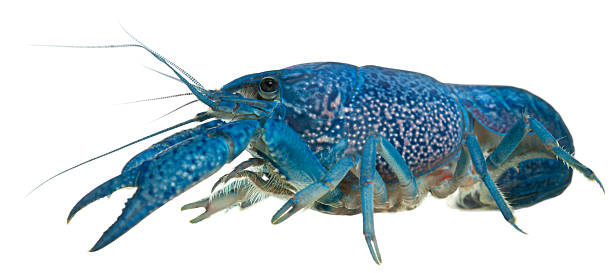 istock Profile of Blue Florida Crayfish, Procambarus alleni, white background. 122258685