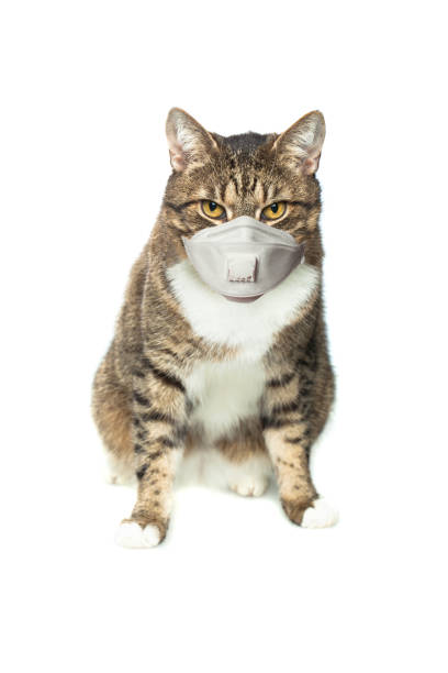 istock Tabby cat in medical face mask on white background 1222587027